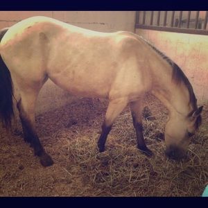 Fashionable Horse Tack Lot